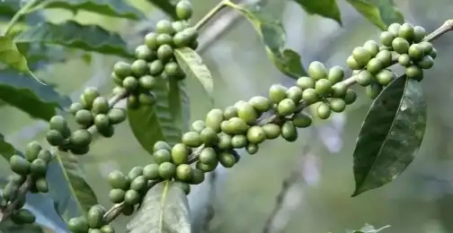 Green Coffee Bean Extract Powder Benefits for Blood Sugar Control